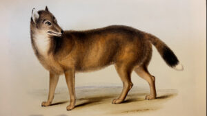 An illustration of a Falklands Warrah - a fox like creature