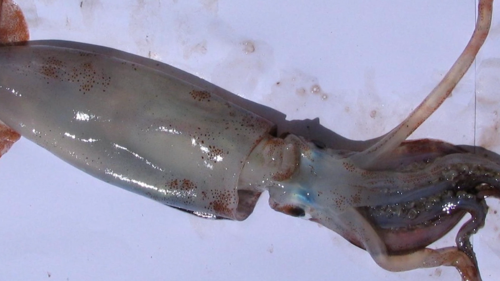 SAERI Research into Illex abundance in Falklands waters