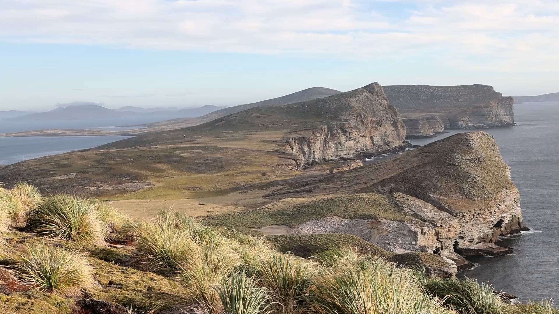 Falklands Conservation Secures £3 Million Funding for New Island Wildlife Retoration