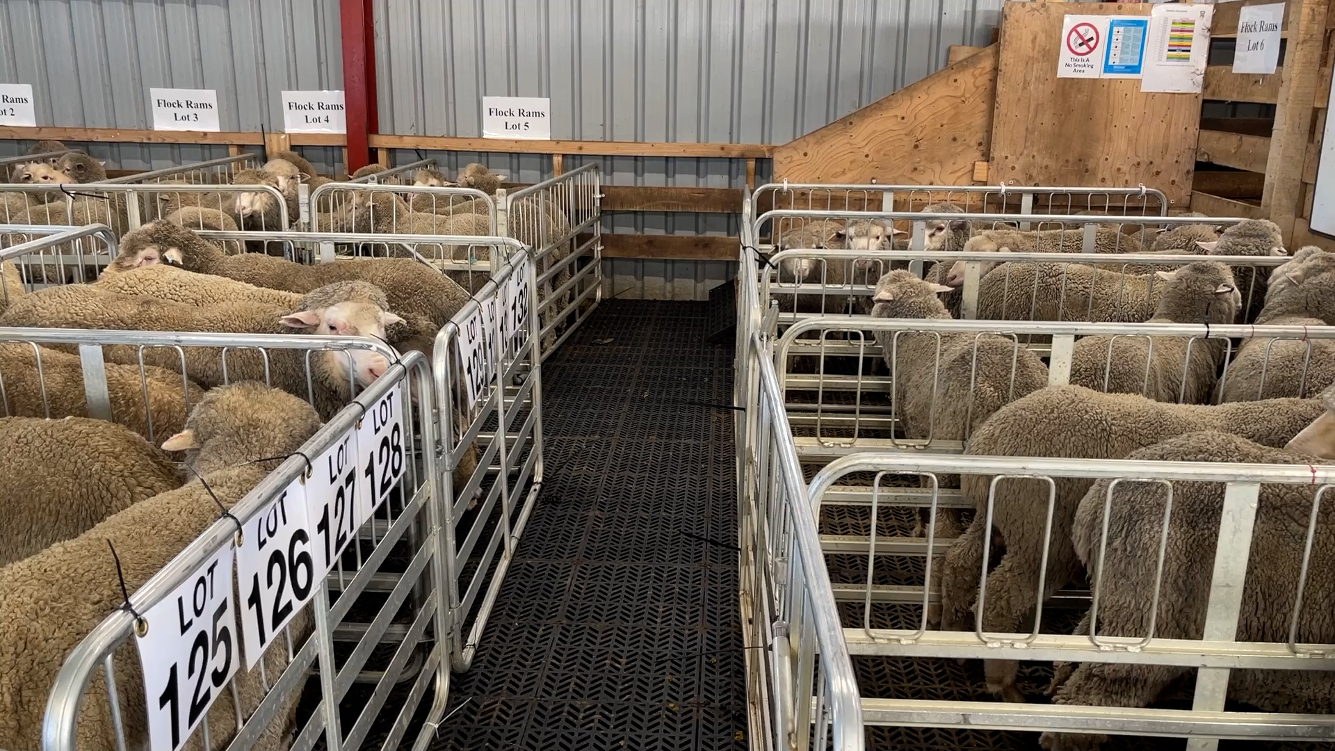 Falkland Islands Farmers Gather For Annual Saladero Ram Sale