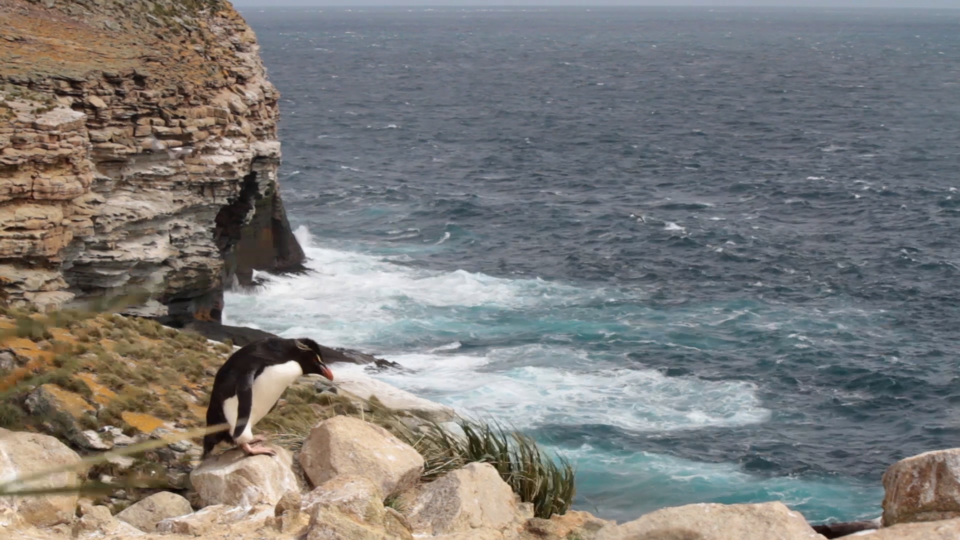 Public Consultation on Ten New Falkland Islands Nature Reserves