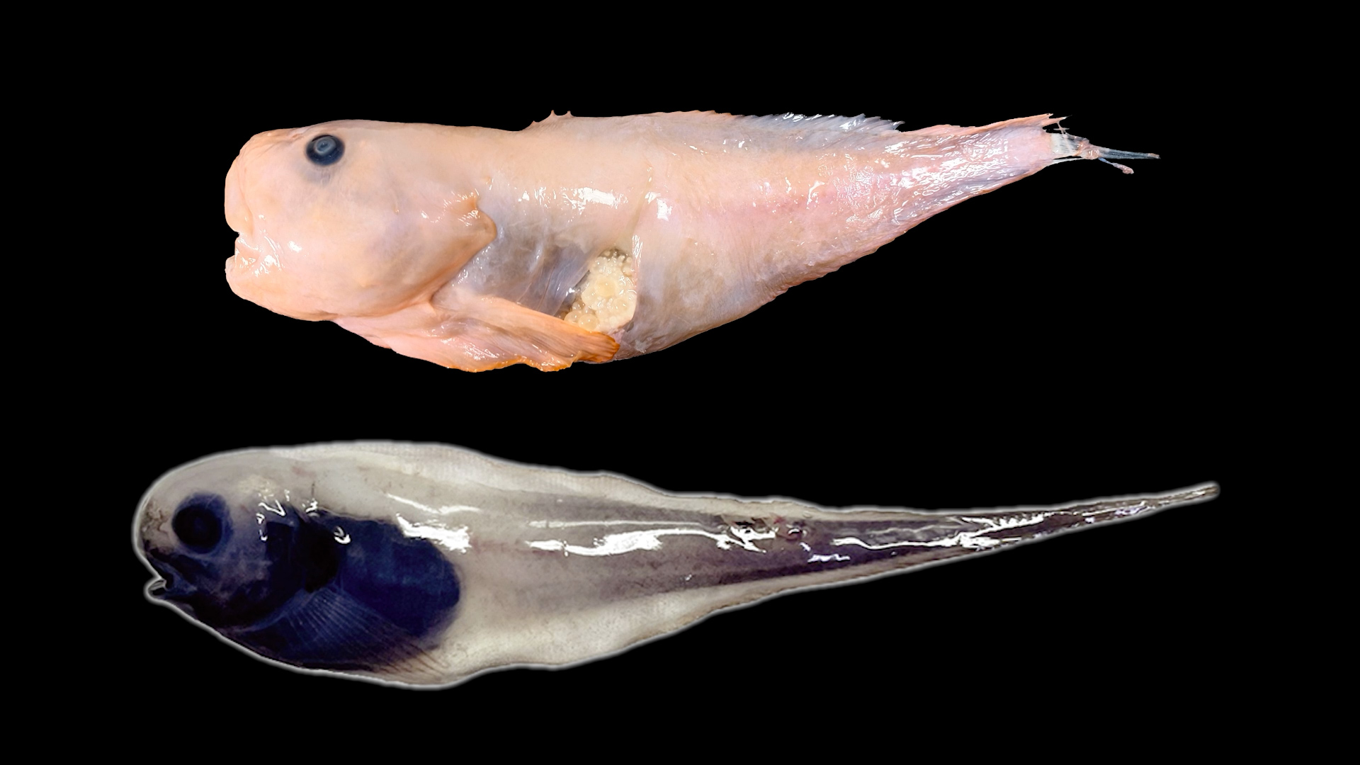 New Snail Fish Species Discovered In Falkland Islands Waters