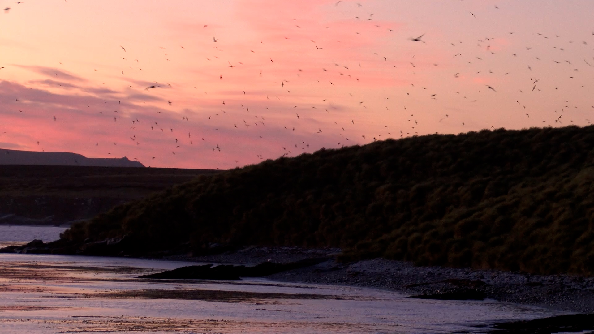 Falklands Conservation Ask Public to Help Rescue Startled Shearwaters