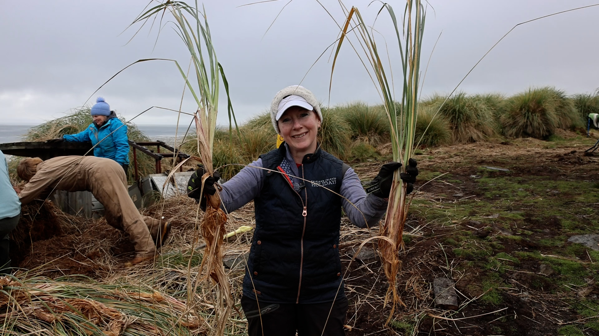 Falkland Islands Volunteers Help Restore Tussac Grass On Sea Lion Island